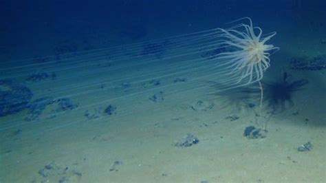 More than 5,000 new species discovered at future deep-sea mining site in Pacific Ocean